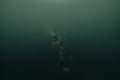 Water 8