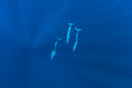 3 dolphins