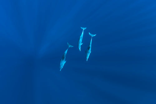 3 dolphins