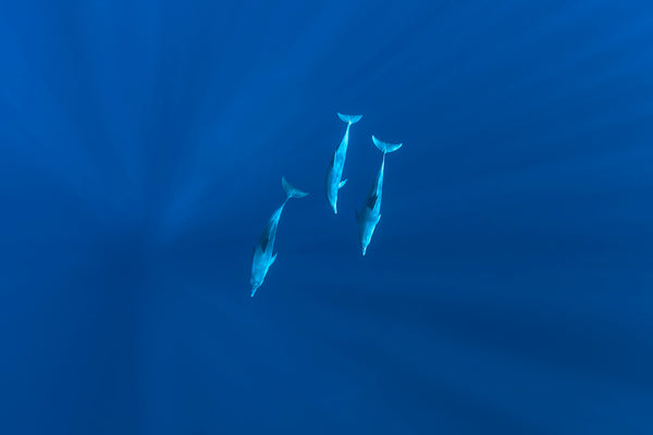 3 dolphins