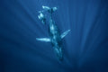 Water 15