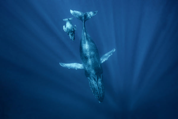 Water 15